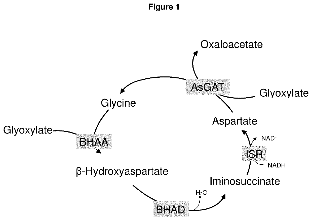 A method for the production of plants with altered photorespiration and improved co2 fixation