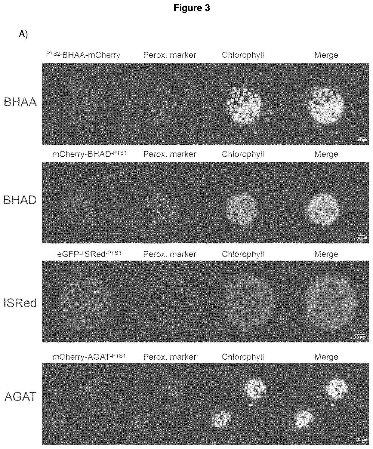 A method for the production of plants with altered photorespiration and improved co2 fixation