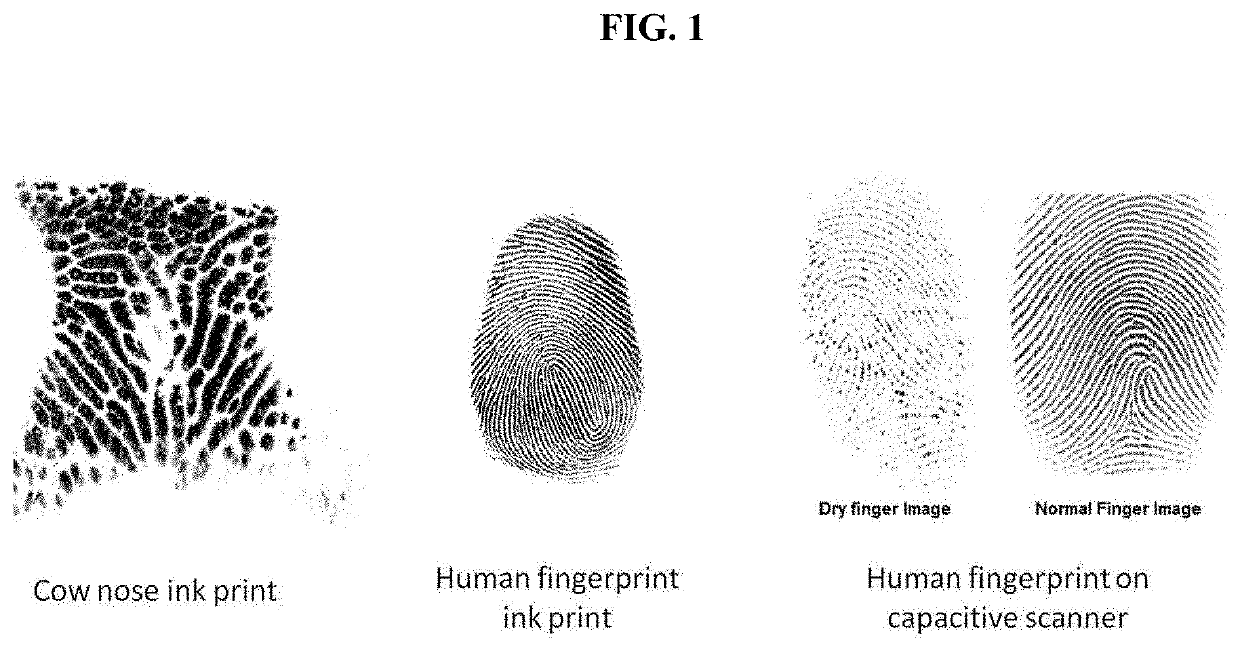 Method for acquiring animal nose pattern image