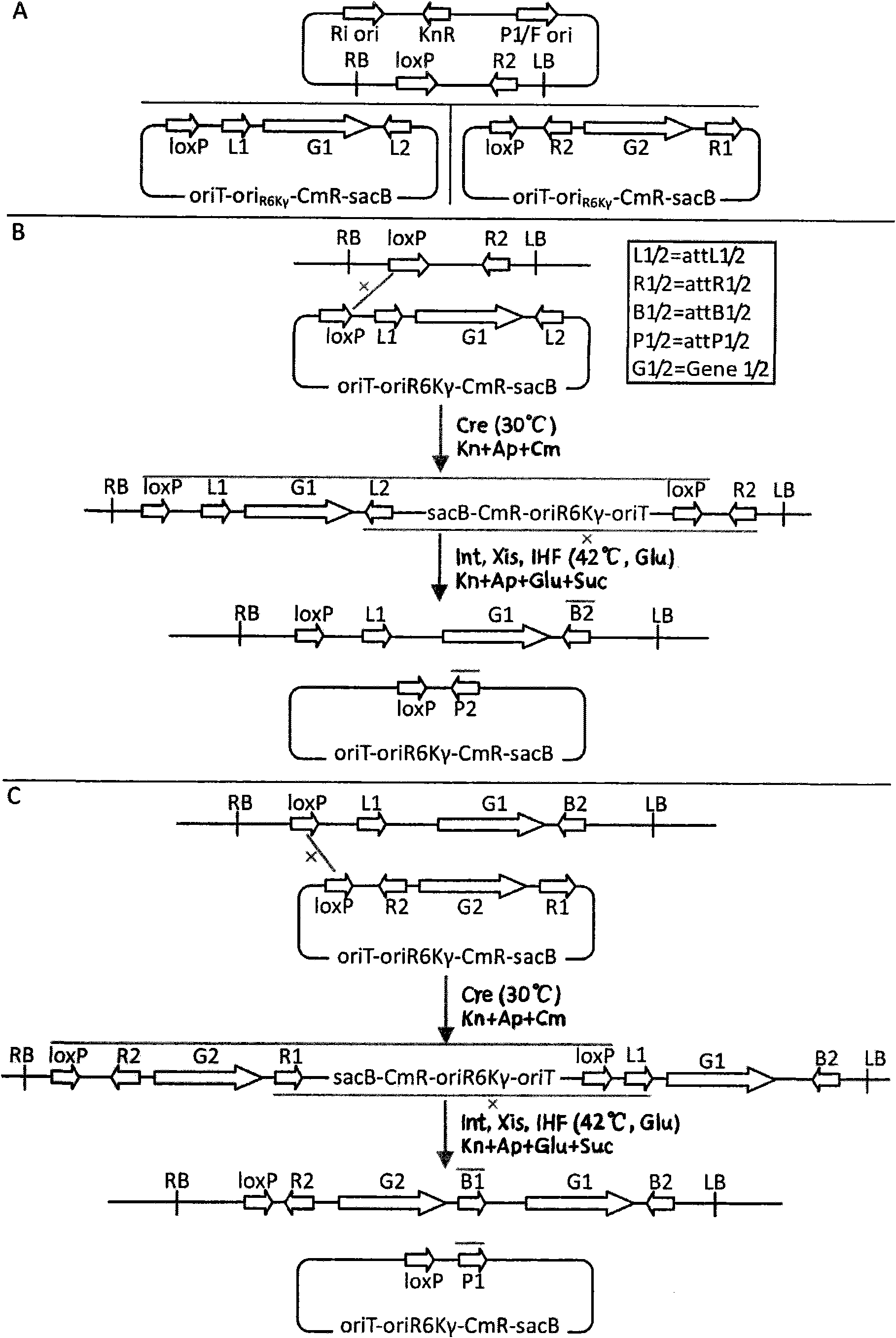 Method for constructing recombinant expression vector simultaneously expressing a plurality of genes