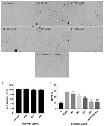Application of fucosan sulfate in promoting autophagy of foam cells to decompose ox-LDL