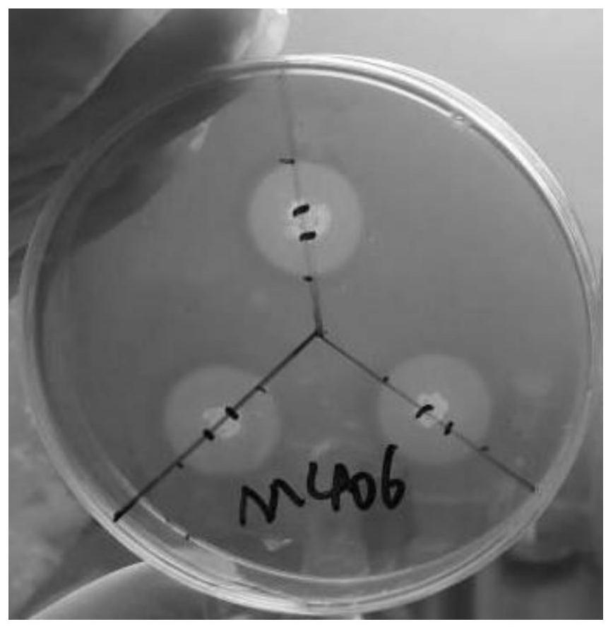 Bacillus subtilis m406 and its application in the preparation of bacteriocin and cellulase