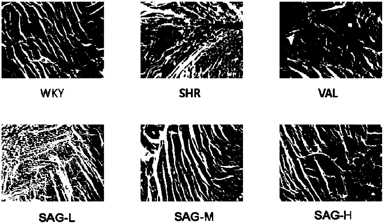 Application of salvianolic acid G to preparation of drug resistant to hypertensive myocardial fibrosis