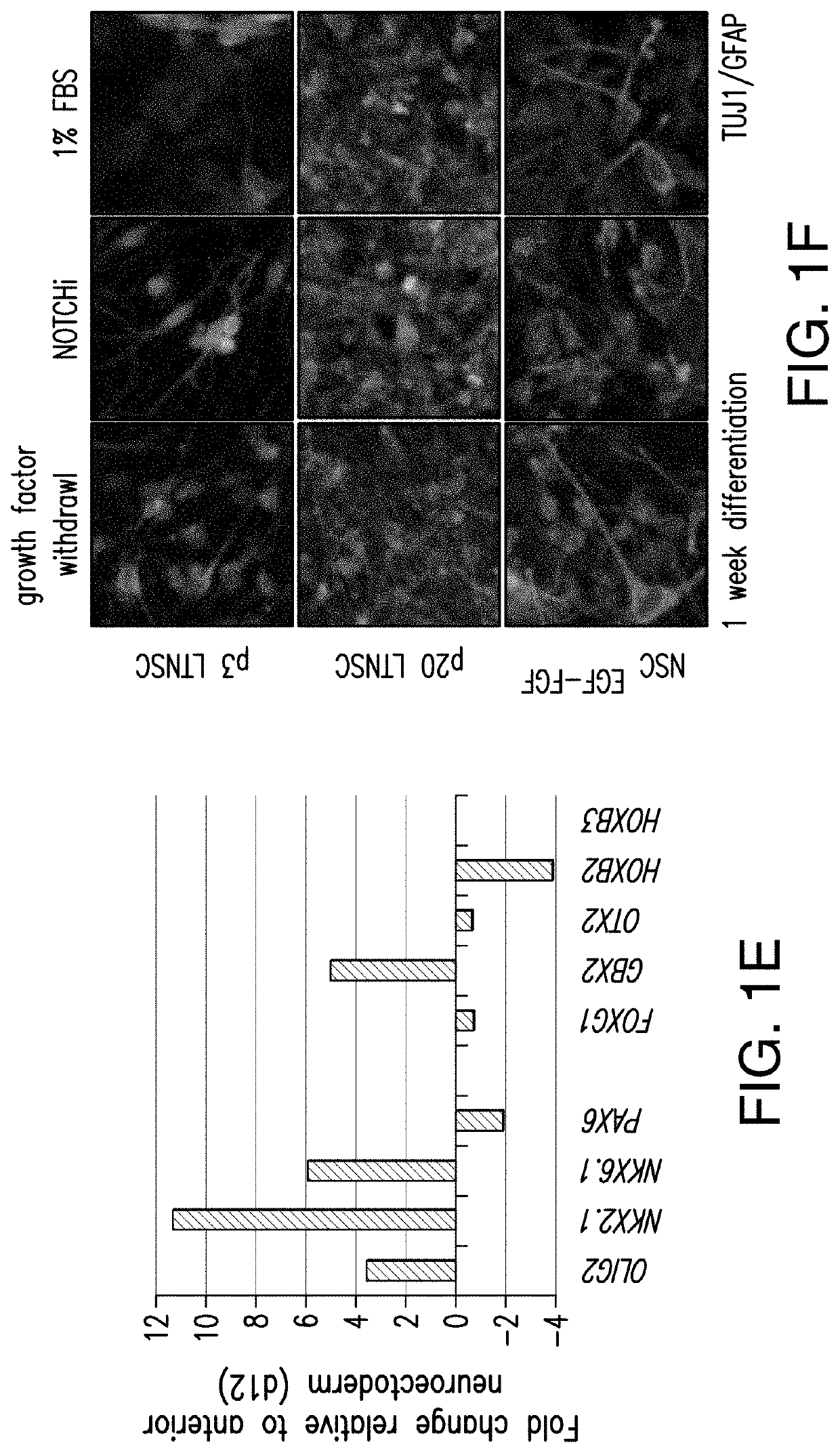 Stem cell-derived astrocytes, methods of making and methods of use