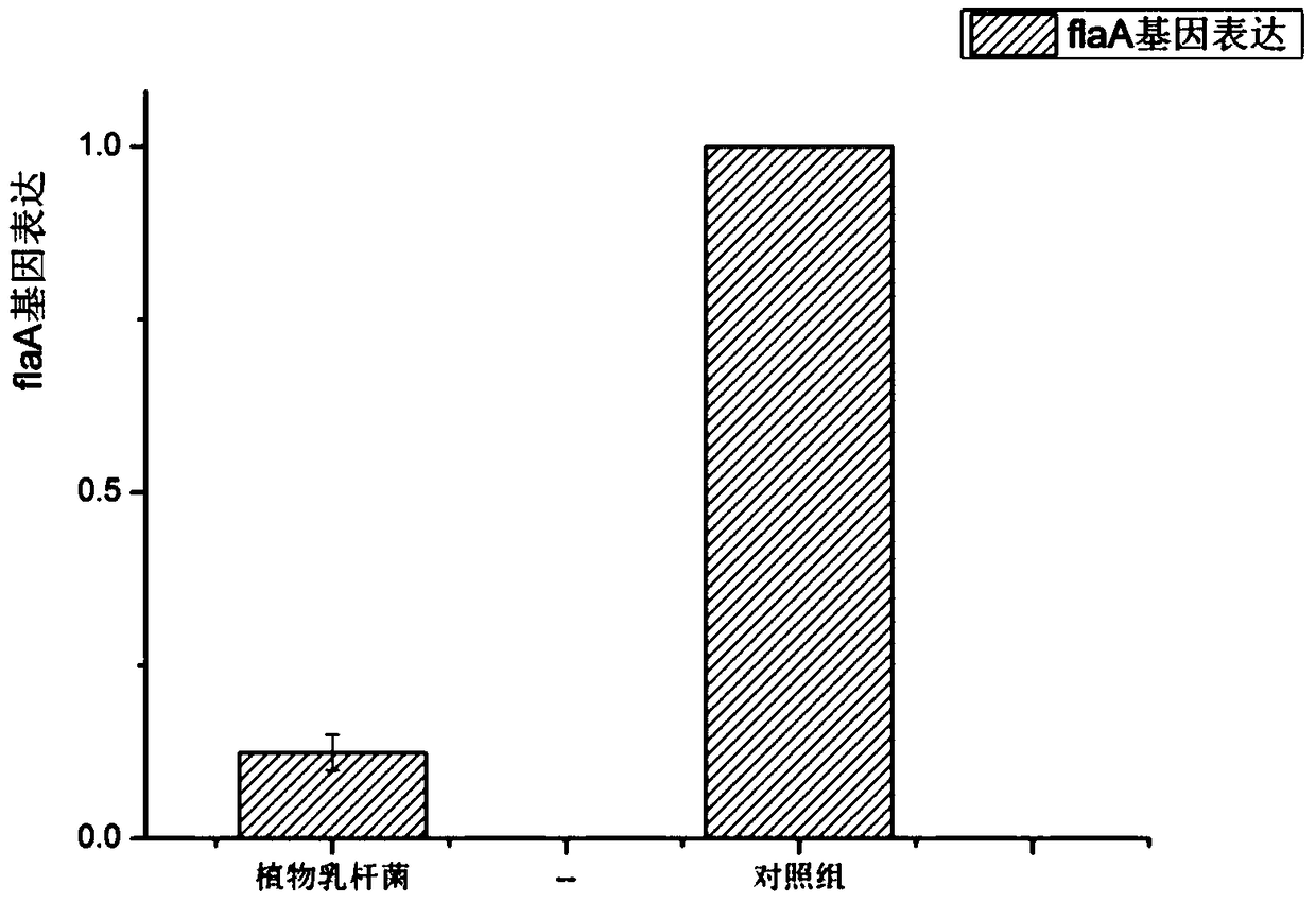 A kind of Lactobacillus plantarum that antagonizes Campylobacter jejuni and inhibits its flaa gene expression