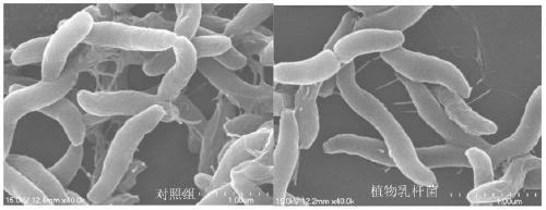 A kind of Lactobacillus plantarum that antagonizes Campylobacter jejuni and inhibits its flaa gene expression