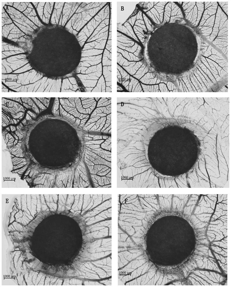 Application of cordyceps sinensis extract in preparation of angiogenesis promoting medicines and/or medicines for treating ischemic cardiovascular and cerebrovascular diseases