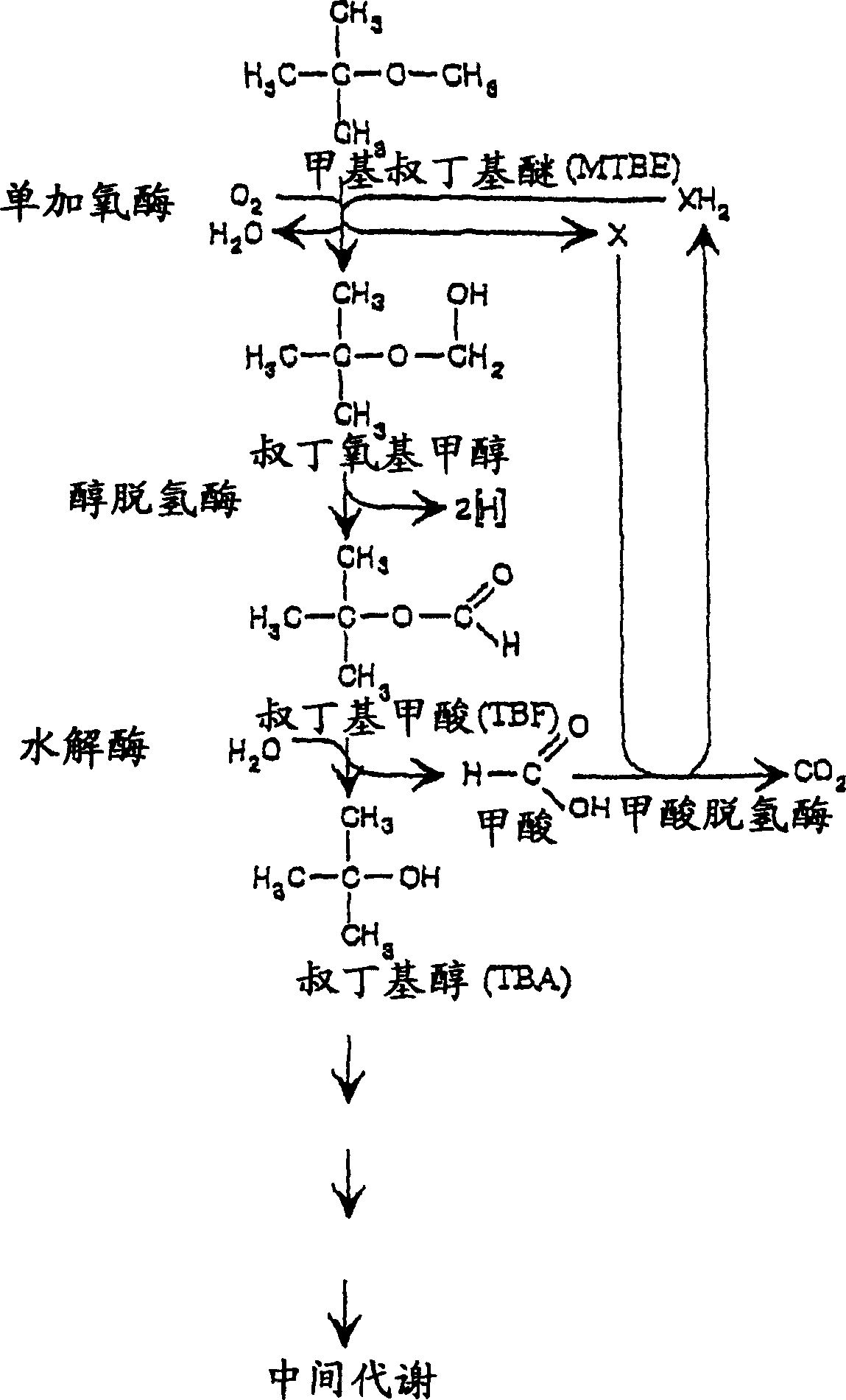 Variovarax strains capable of degrading methyl tert-butyl either and their use