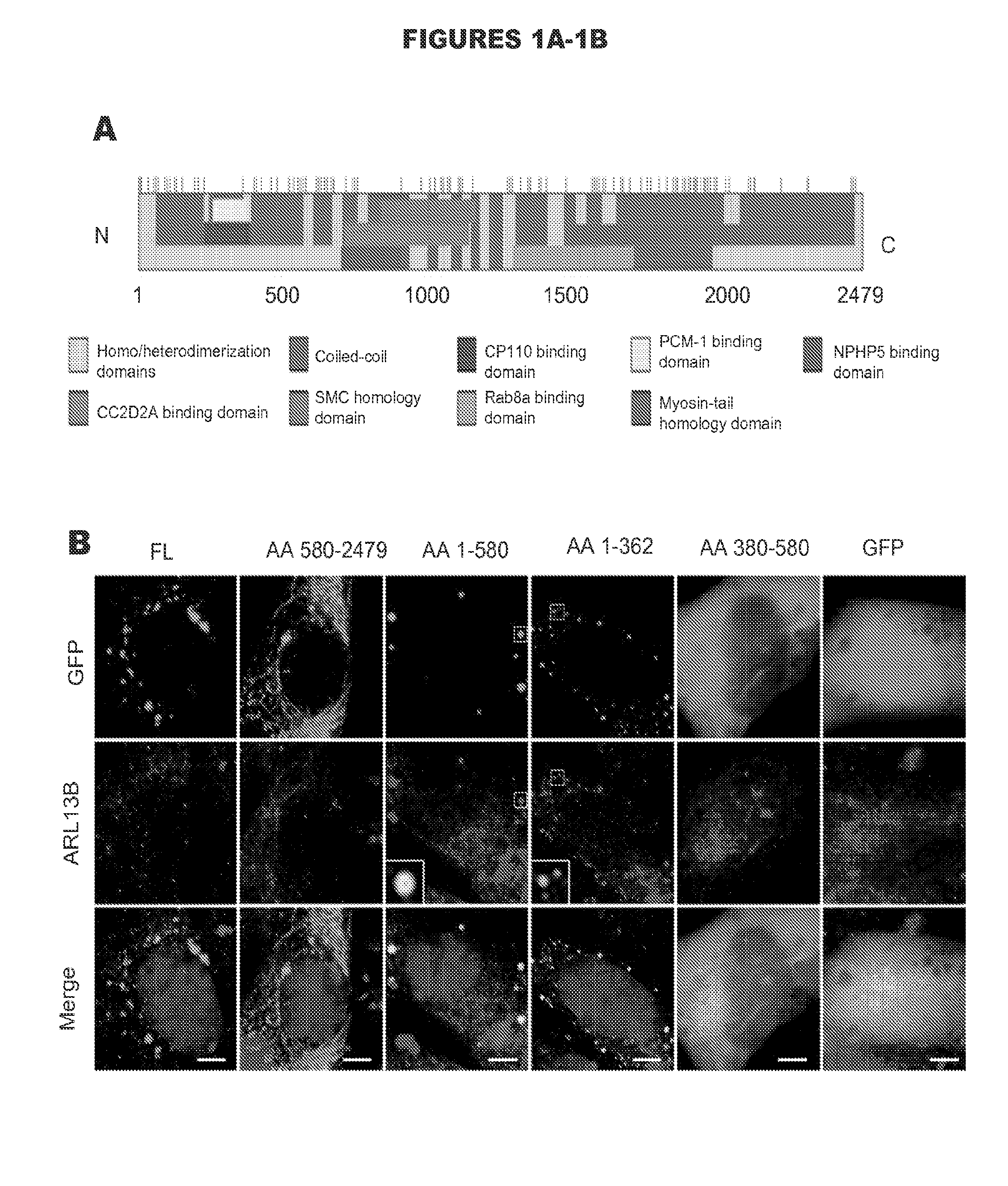 Compositions and methods for treatment of disorders related to cep290
