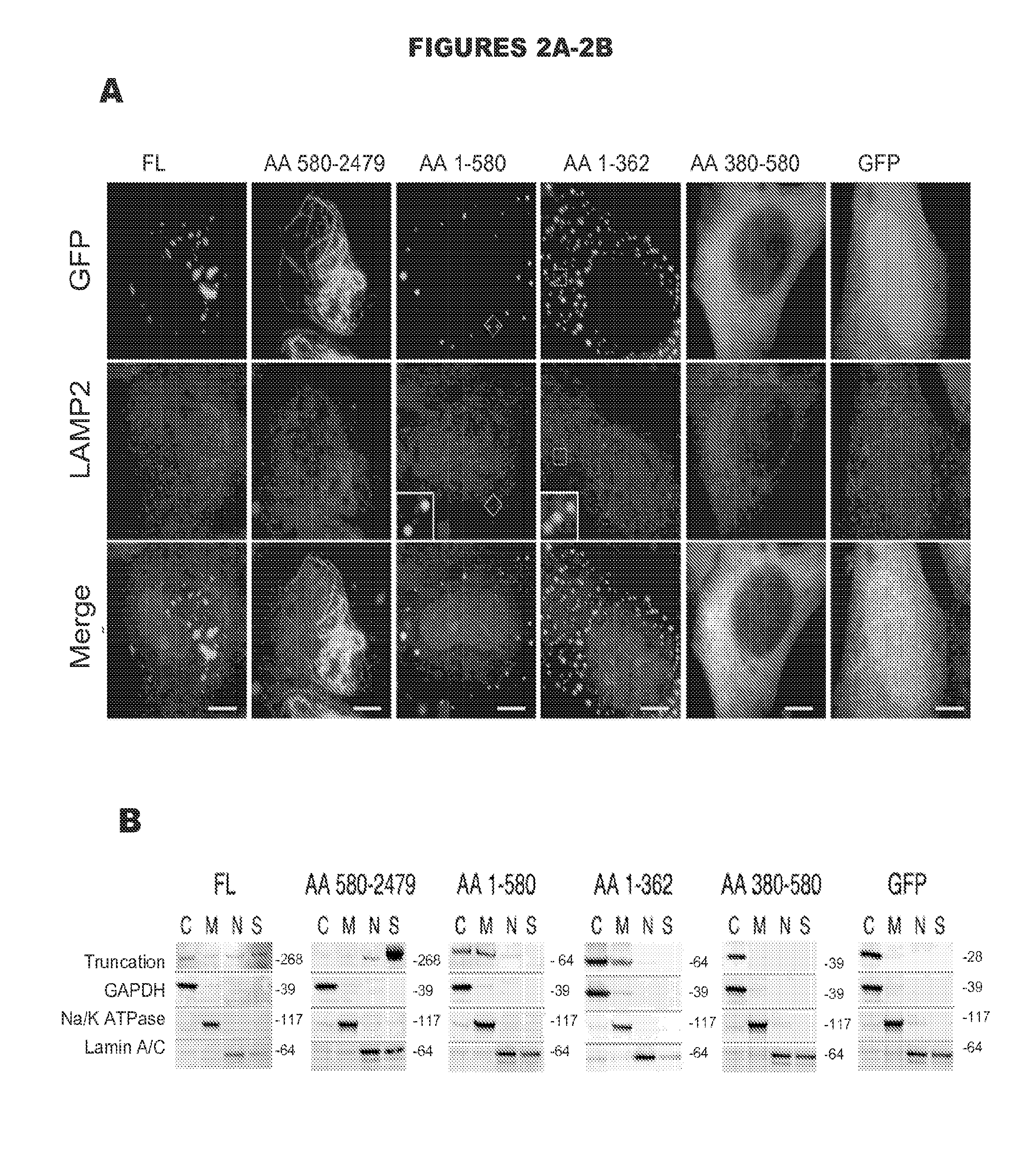 Compositions and methods for treatment of disorders related to cep290