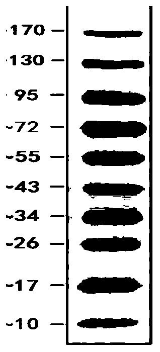 Construction method of humanized immune system mouse with NK cell and ADCC capacity