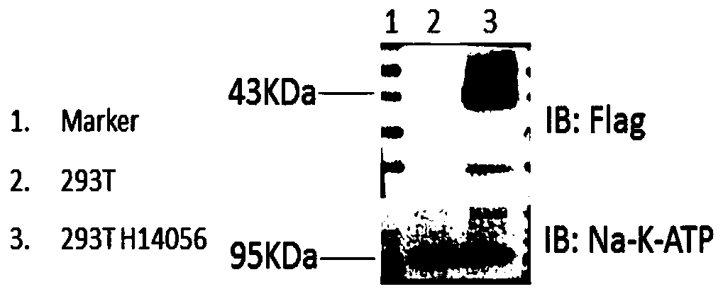 Construction method of humanized immune system mouse with NK cell and ADCC capacity