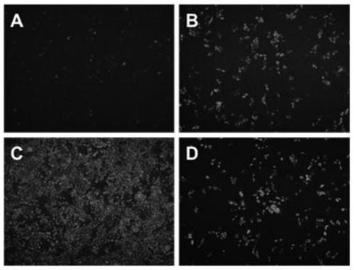 Constructing method of high-fecundity hog cholera attenuated-virus marking vaccine carrying type 2 BVDV-E&lt;rns&gt; gene