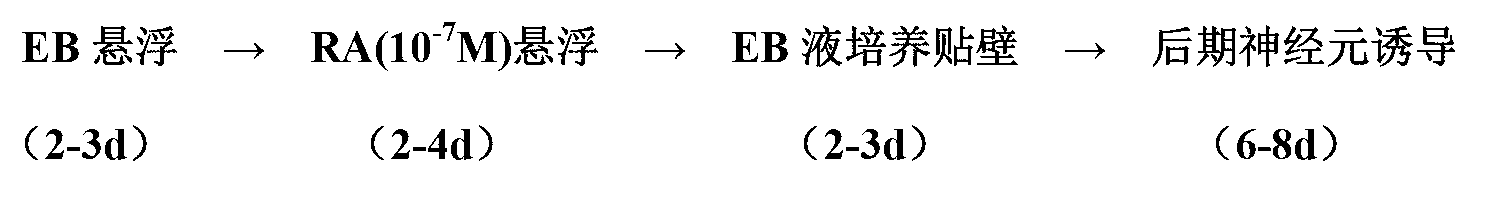 Method of embryonic stem cell differentiation into neurons by in vitro induction