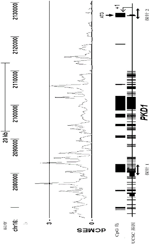 Pharmaceutical composition for alleviating or treating autosomal dominant polycystic kidney disease comprising dna methylation inhibitor