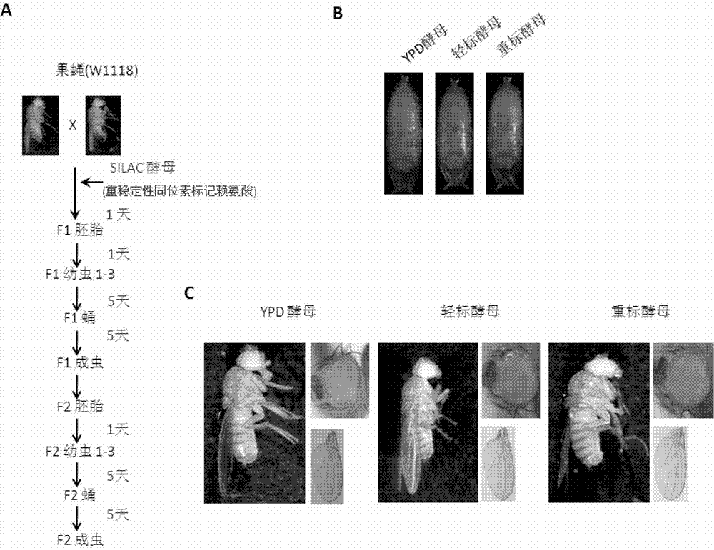 Method for integrally marking drosophila proteomes by using stable isotope labeling with amino acids in cell culture (SILAC) and special culture medium
