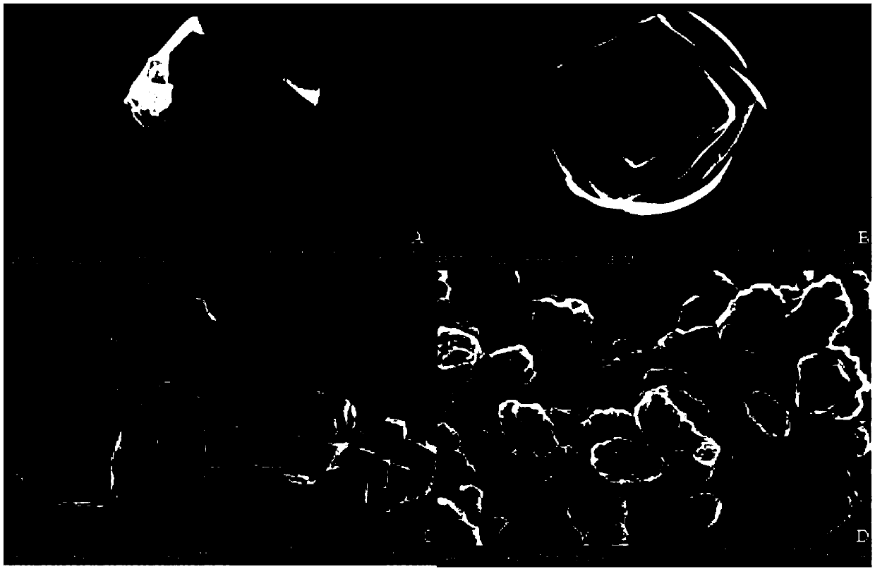 Preparation method of small molecule functional polypeptide for promoting secretion formation of freshwater pearl