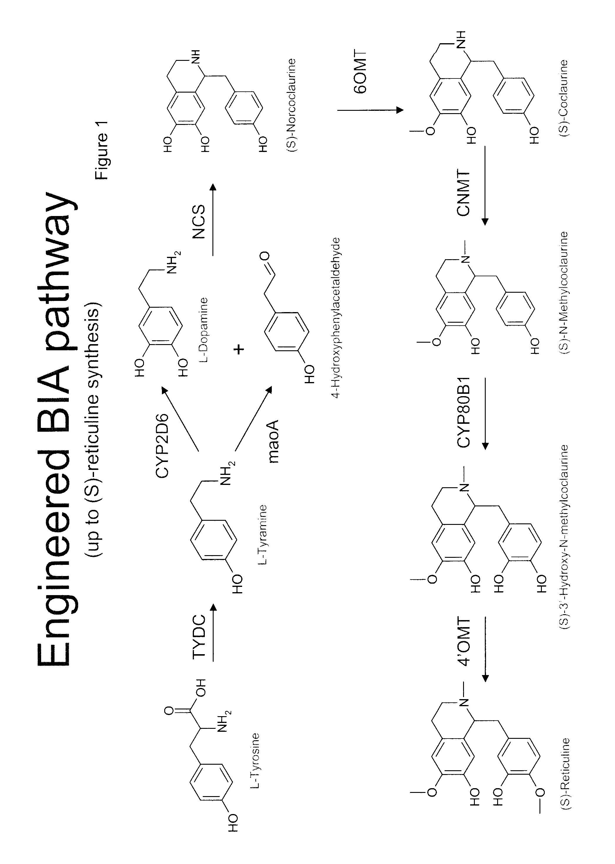 Compositions and methods for producing benzylisoquinoline alkaloids