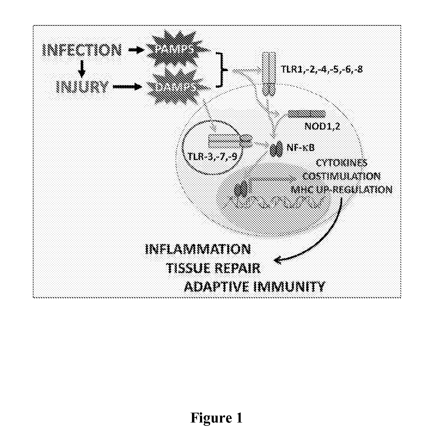 Compositions And Methods For Heparan Sulfate As A Biomarker For Transplant Rejection