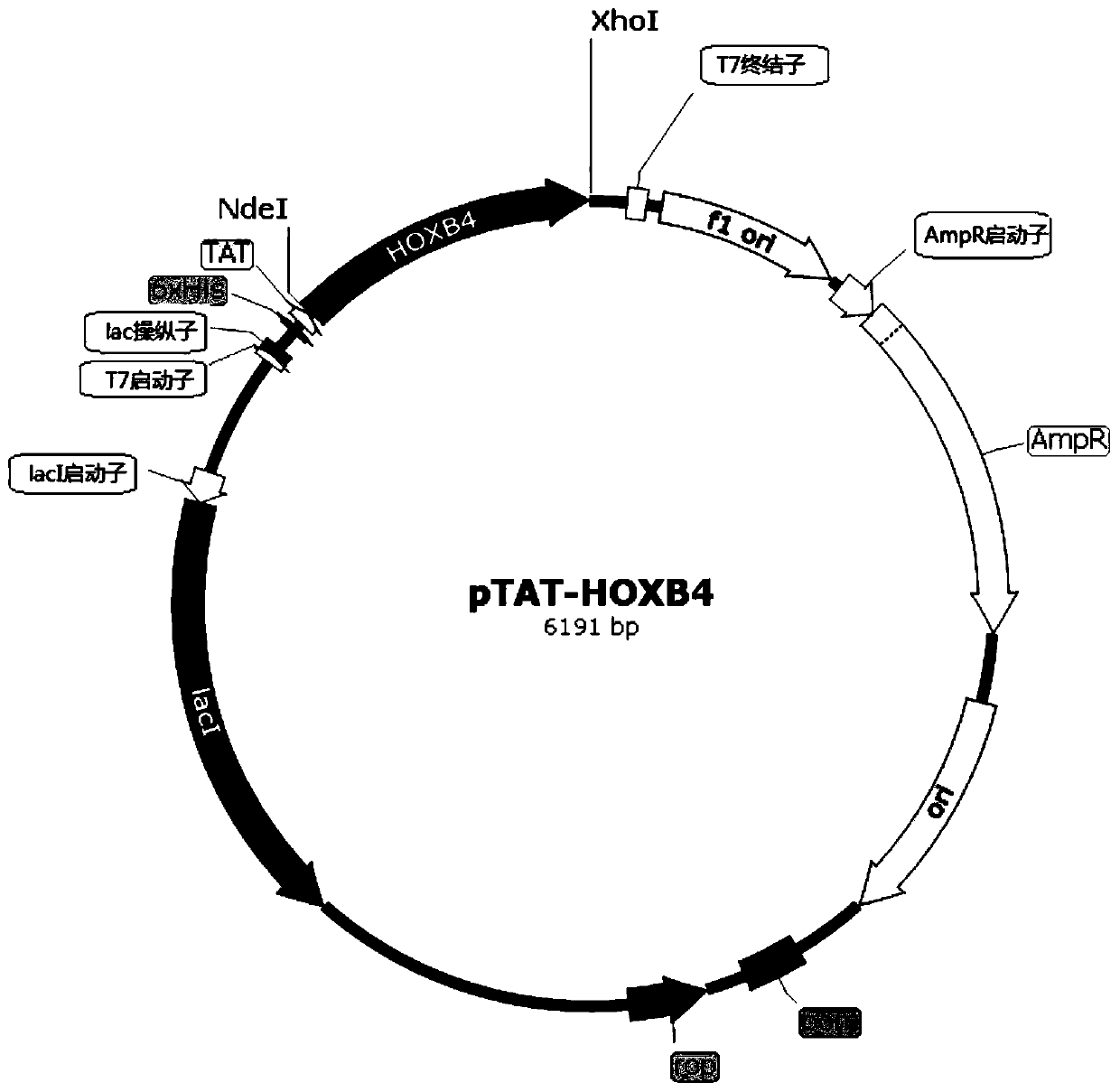 Recombinant TAT-HOX family protein with N-terminal labeled histamine acid and its preparation