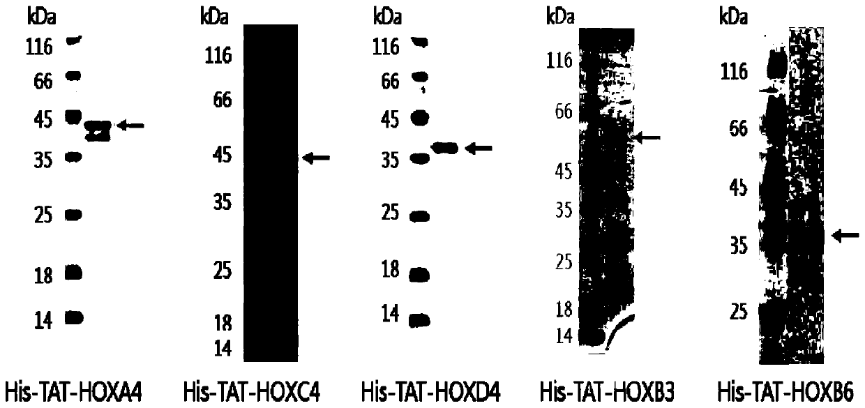 Recombinant TAT-HOX family protein with N-terminal labeled histamine acid and its preparation