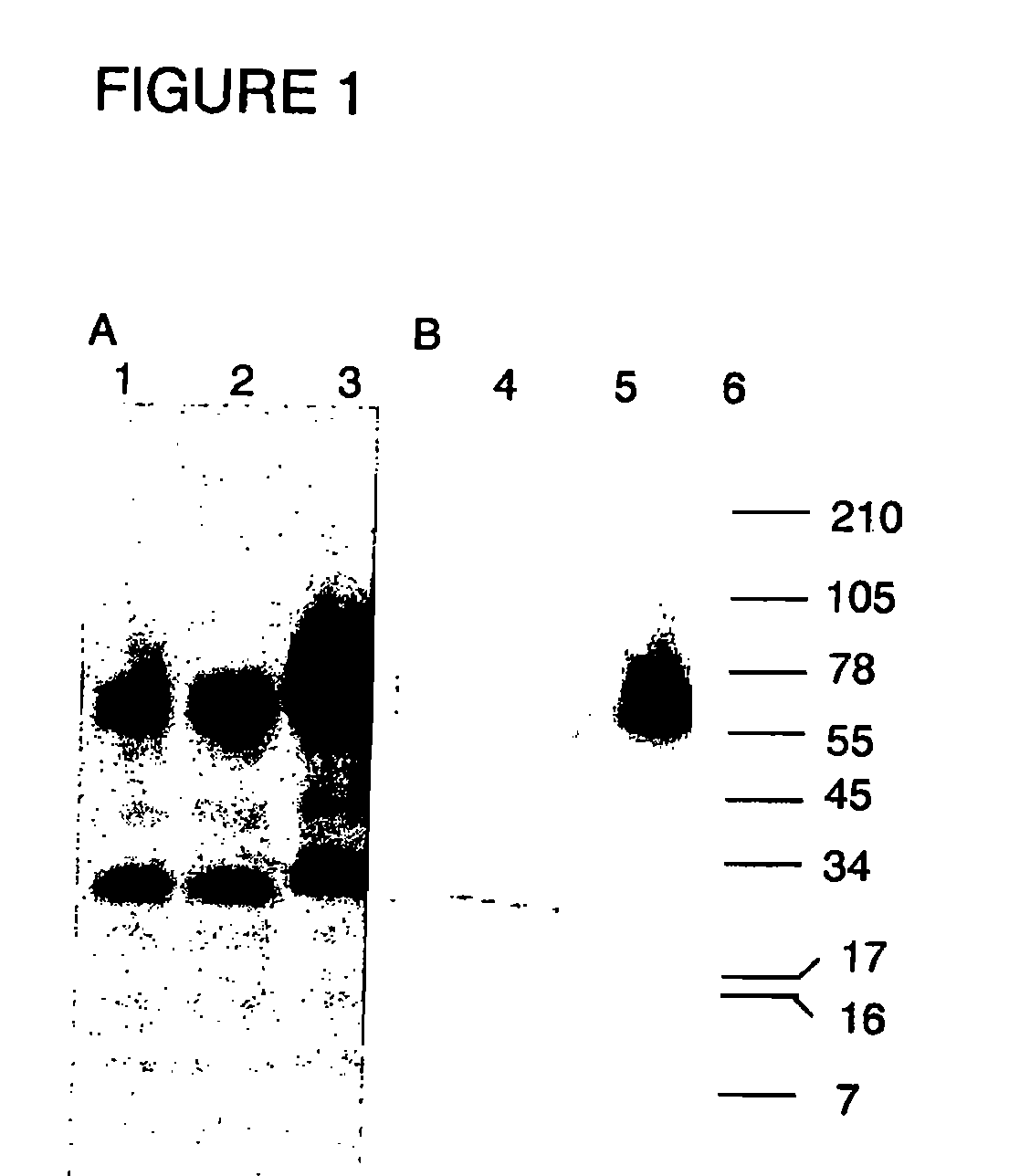 Virosomes comprising hemagglutinin derived from an influenza virus produced in a cell line, compositions, methods of manufacturing, use thereof