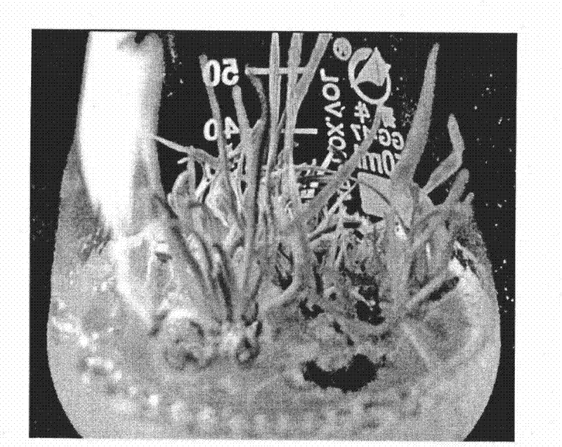 A method for repeatedly regenerating leaves of test-tube plantlets of wheat