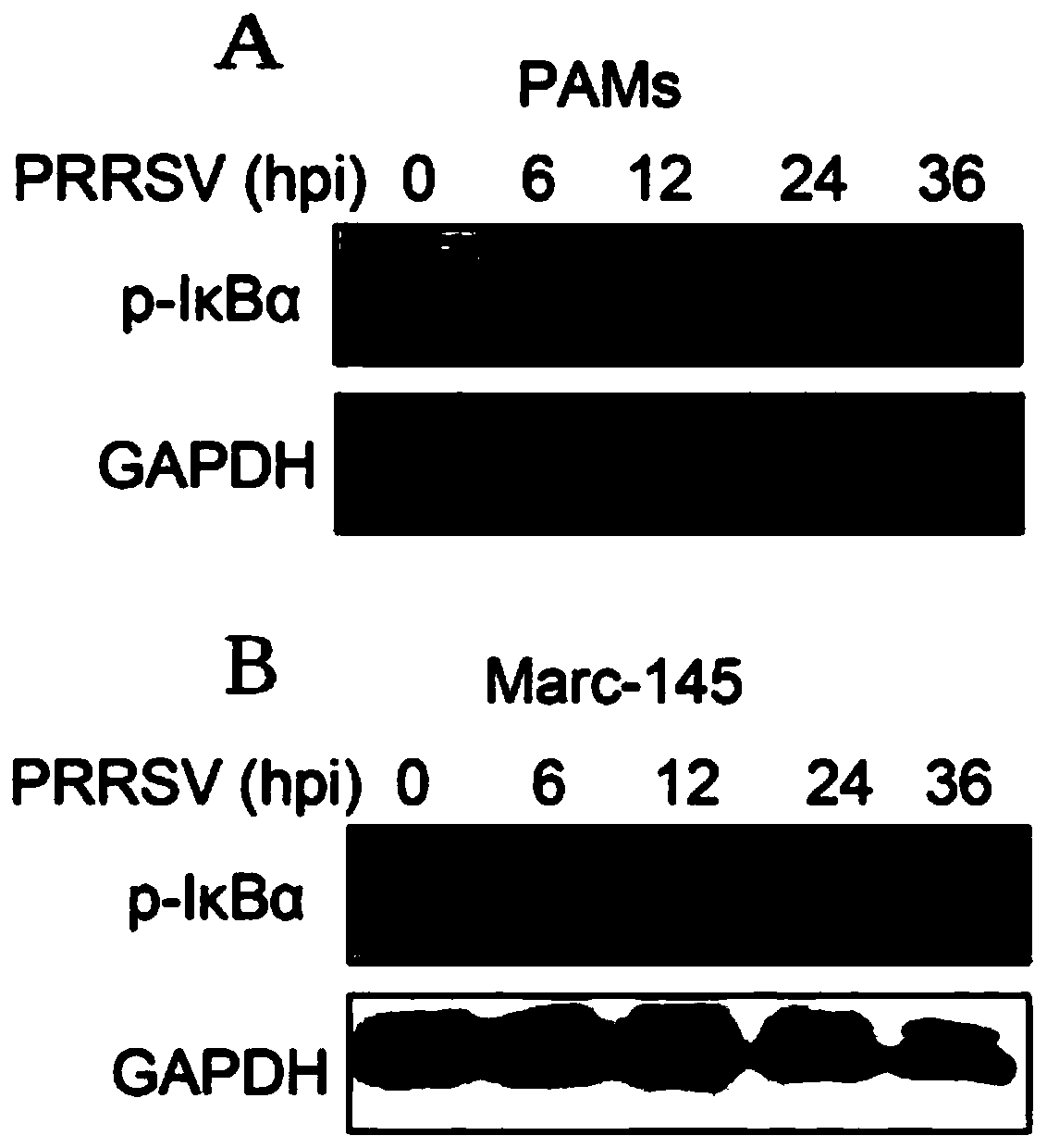 Application of hpse gene in screening pigs resistant to PRRS