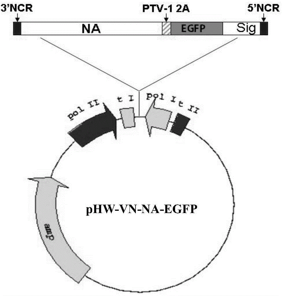 Enhanced green fluorescent protein recombinant H5N1 subtype influenza virus and its application