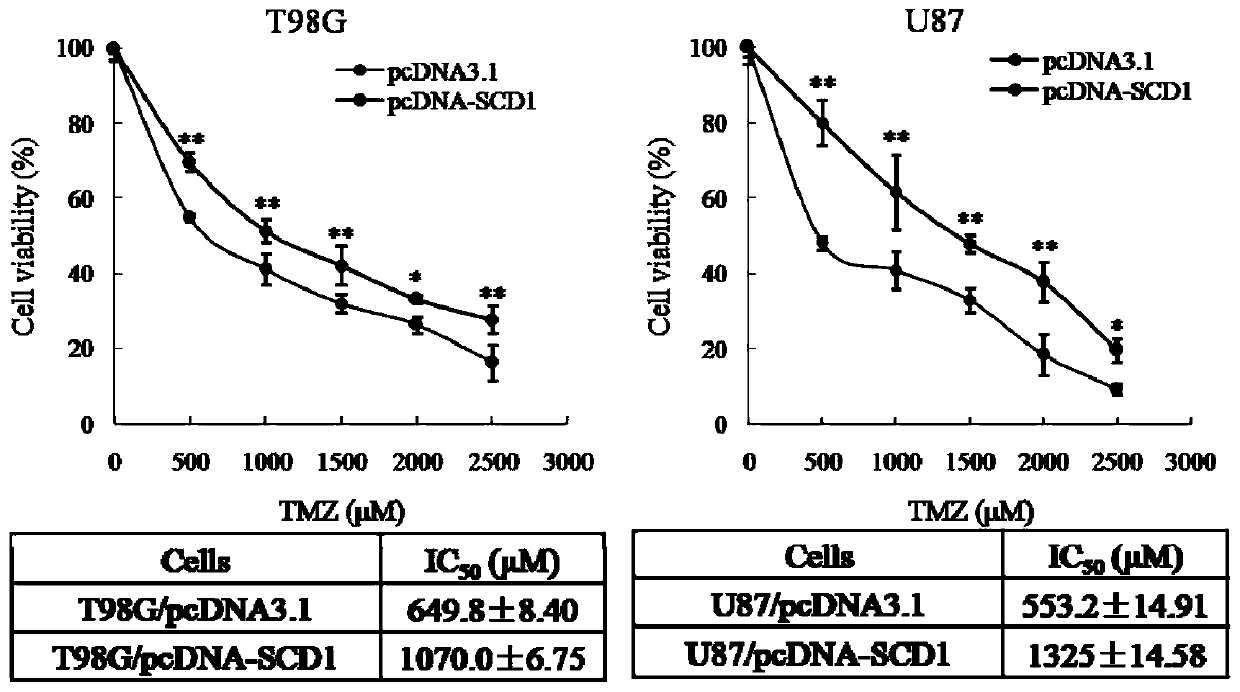 Application of scd1, a marker molecule for detection of drug resistance of glioma temozolomide