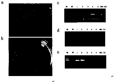 Gene coding sequence for regulating and controlling organ development of cauliflowers and application of gene coding sequence