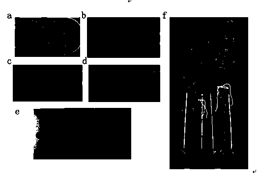 Gene coding sequence for regulating and controlling organ development of cauliflowers and application of gene coding sequence