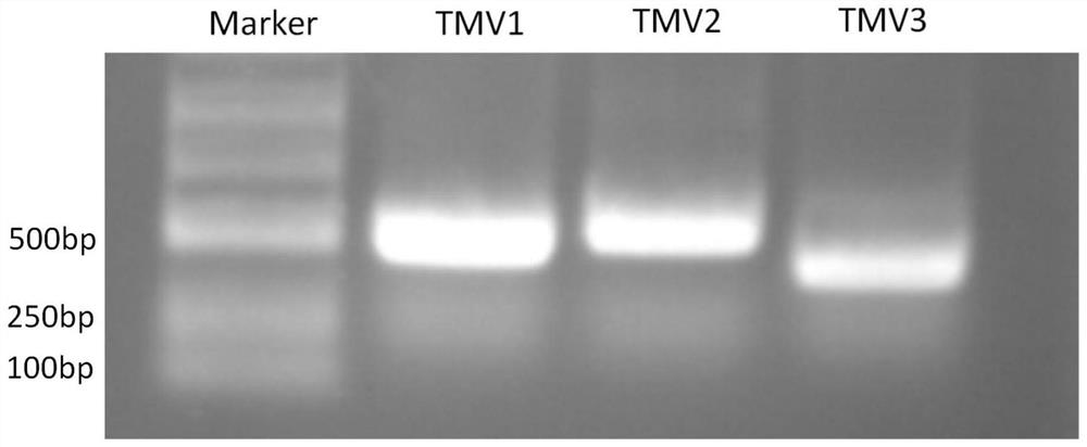 Tobacco mosaic virus gene fragment, attenuated vaccine, preparation method and application thereof for efficient production of siRNA