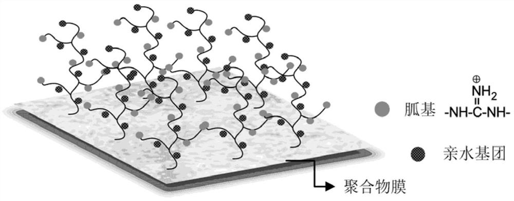 A method for preparing antibacterial and antifouling separation membranes by surface graft modification