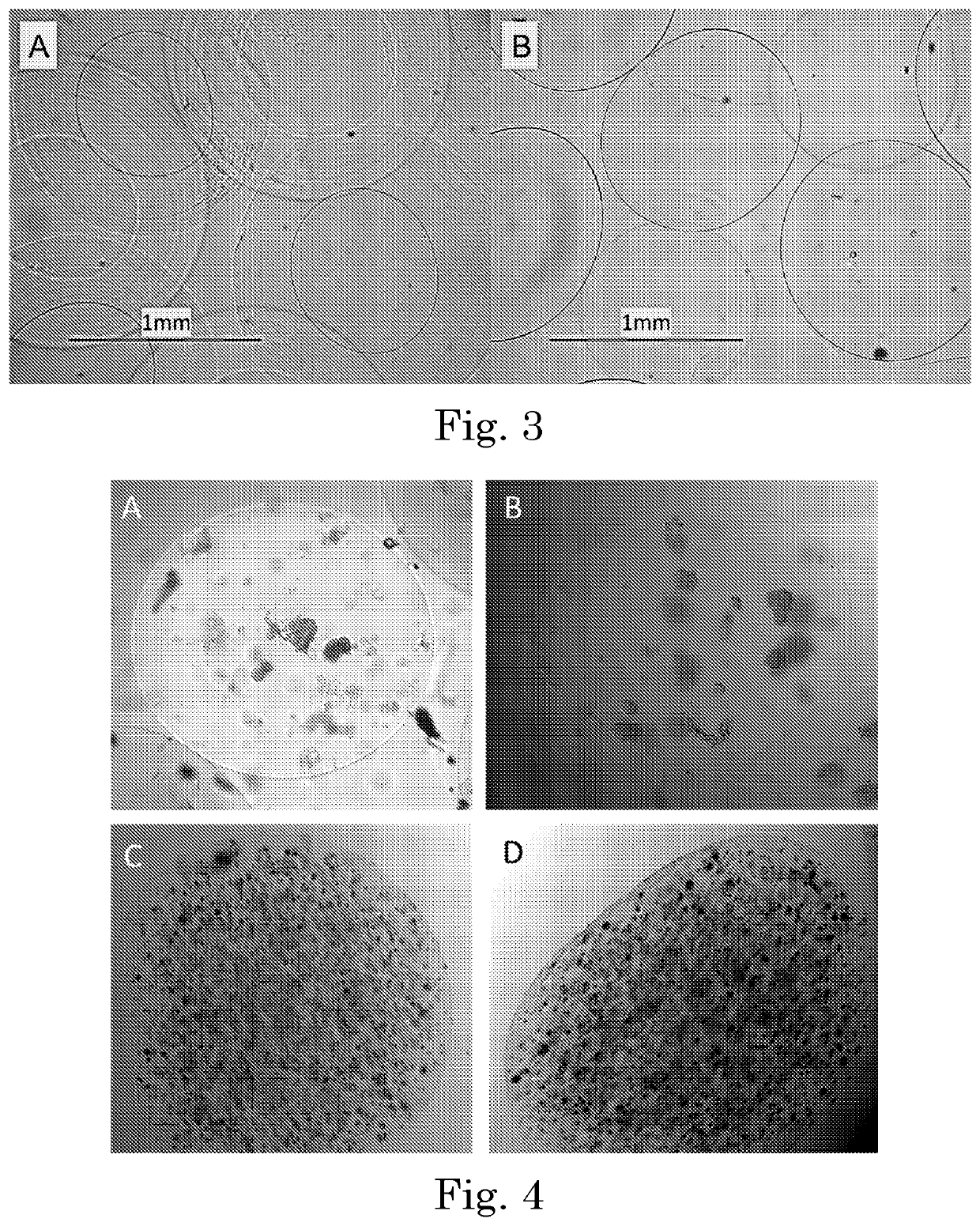 Tunable degradation in hydrogel microparticles
