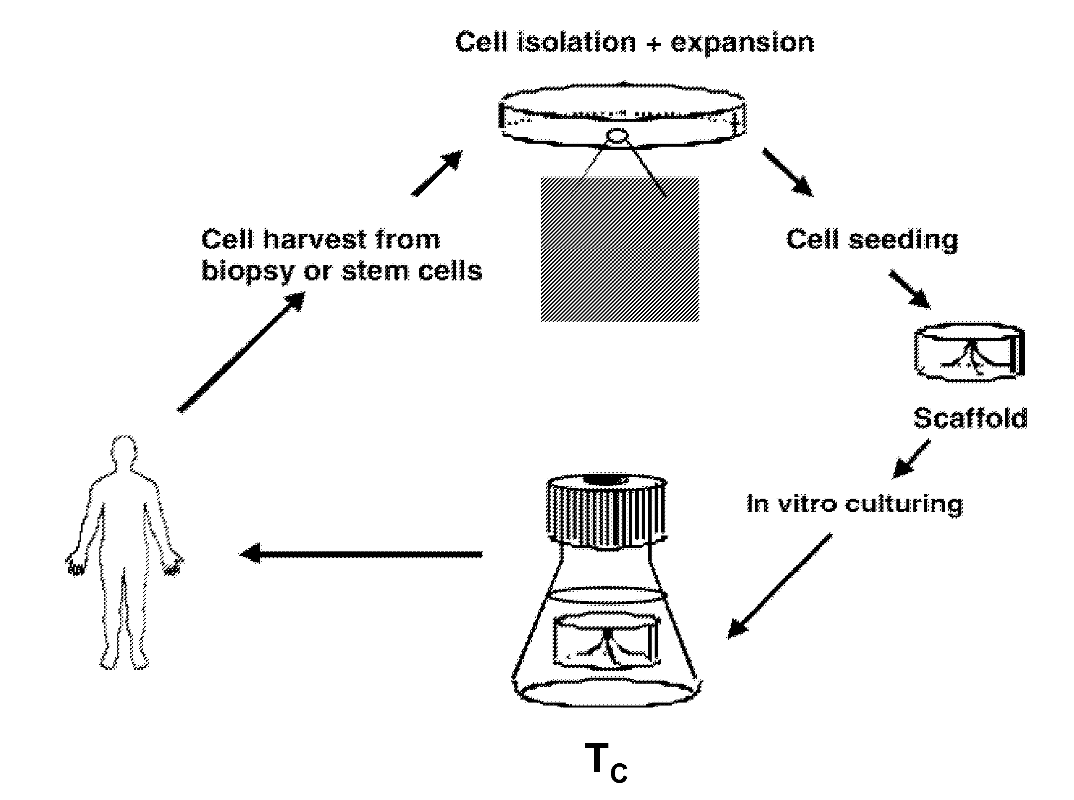 Ultrasound accelerated tissue engineering process
