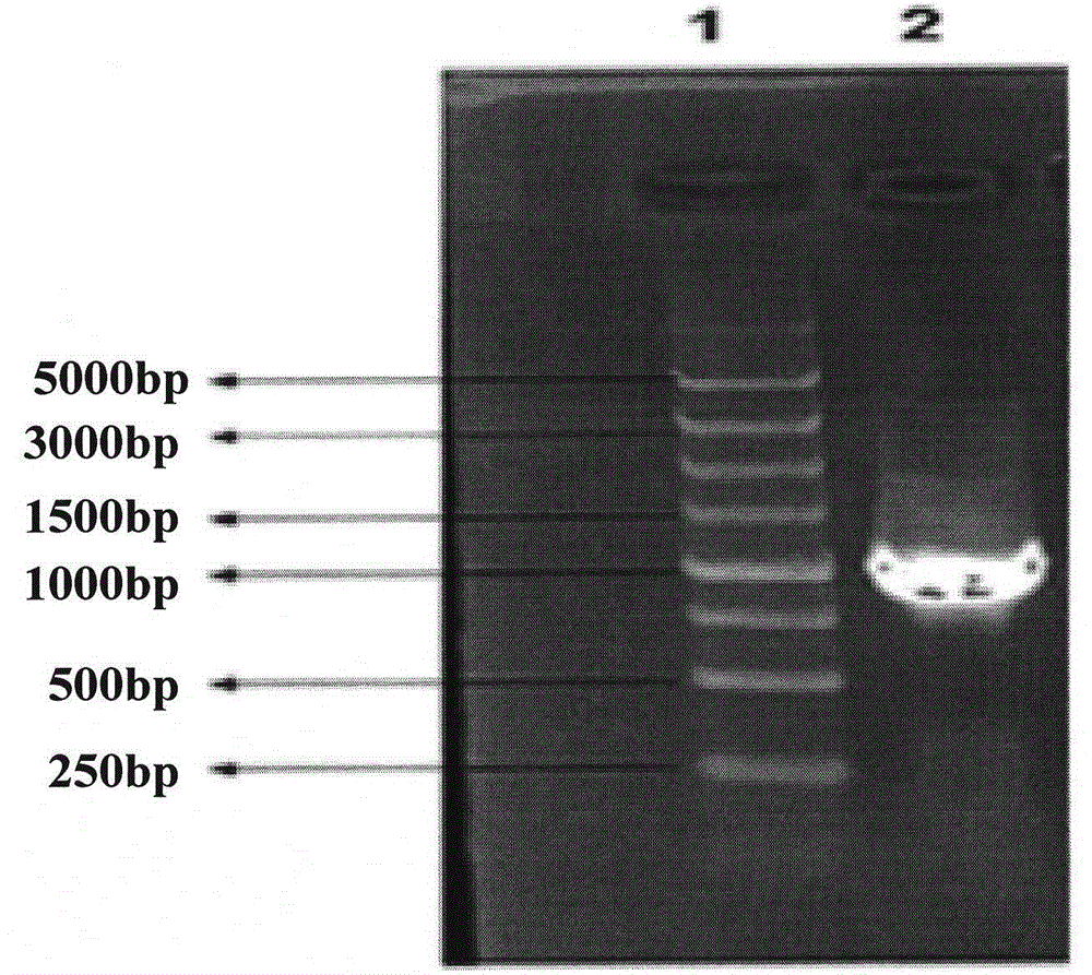 Construction method for DCN gene overexpression vector of cashmere goat
