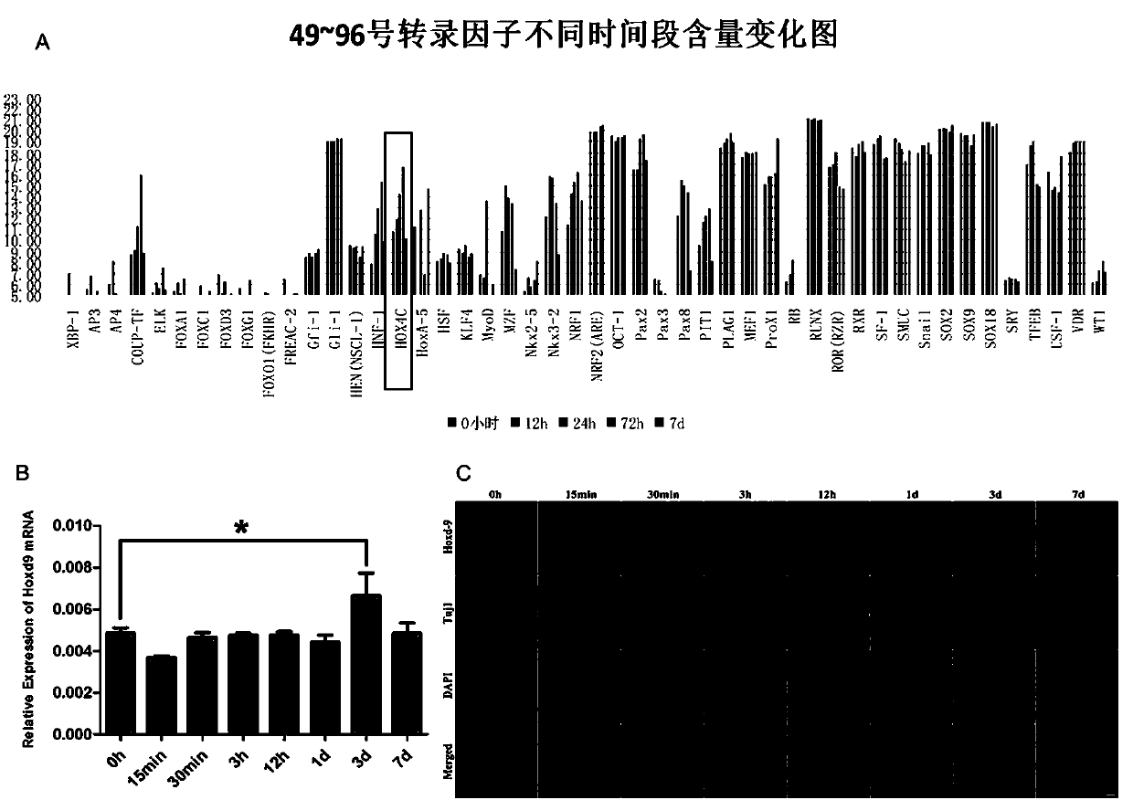 Method for detecting expression quantity of HOXD9 after peripheral nerve injury, and application of HOXD9 gene