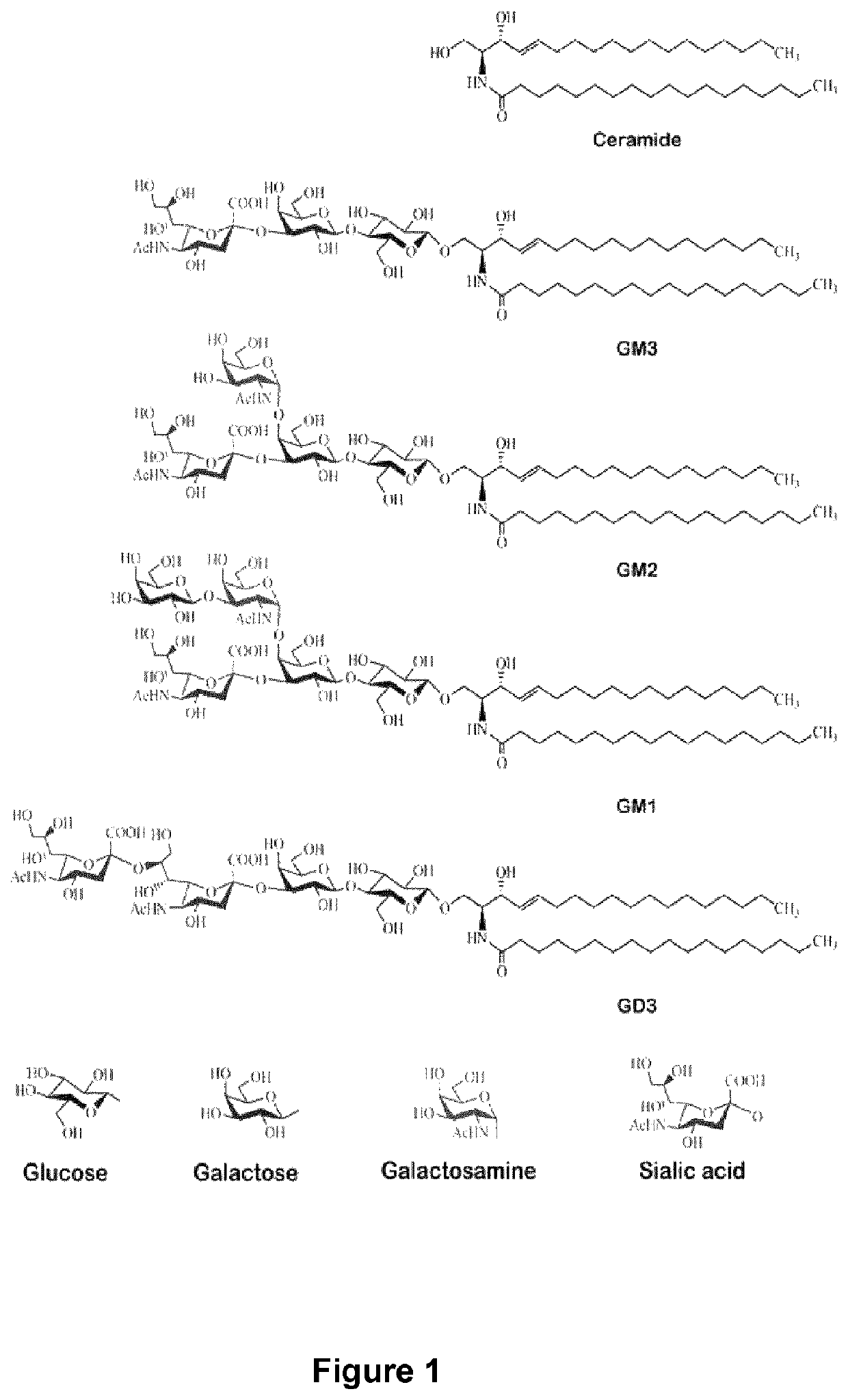 Anti-GD3 specific chimeric antigen receptors for cancer immunotherapy