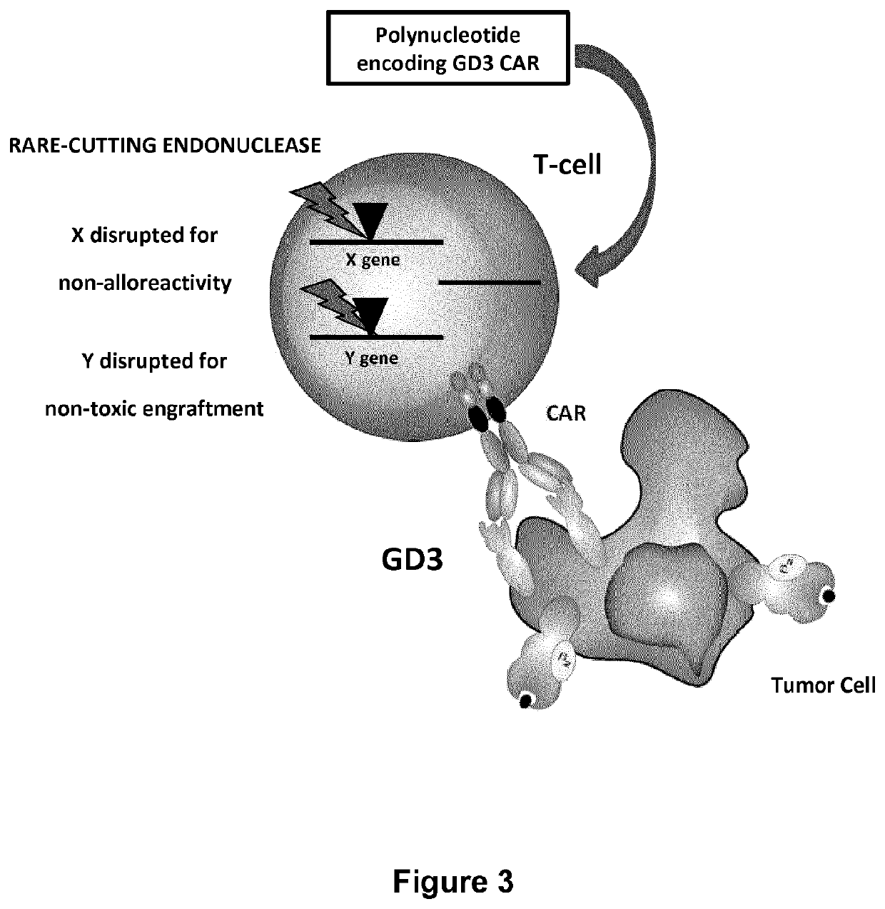 Anti-GD3 specific chimeric antigen receptors for cancer immunotherapy