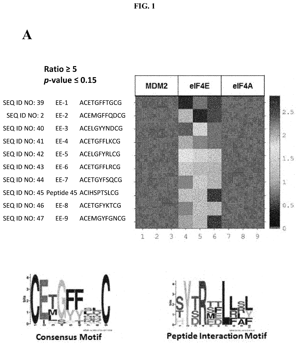 Peptides and Compounds that Bind to Elongation Initiation Factor 4E