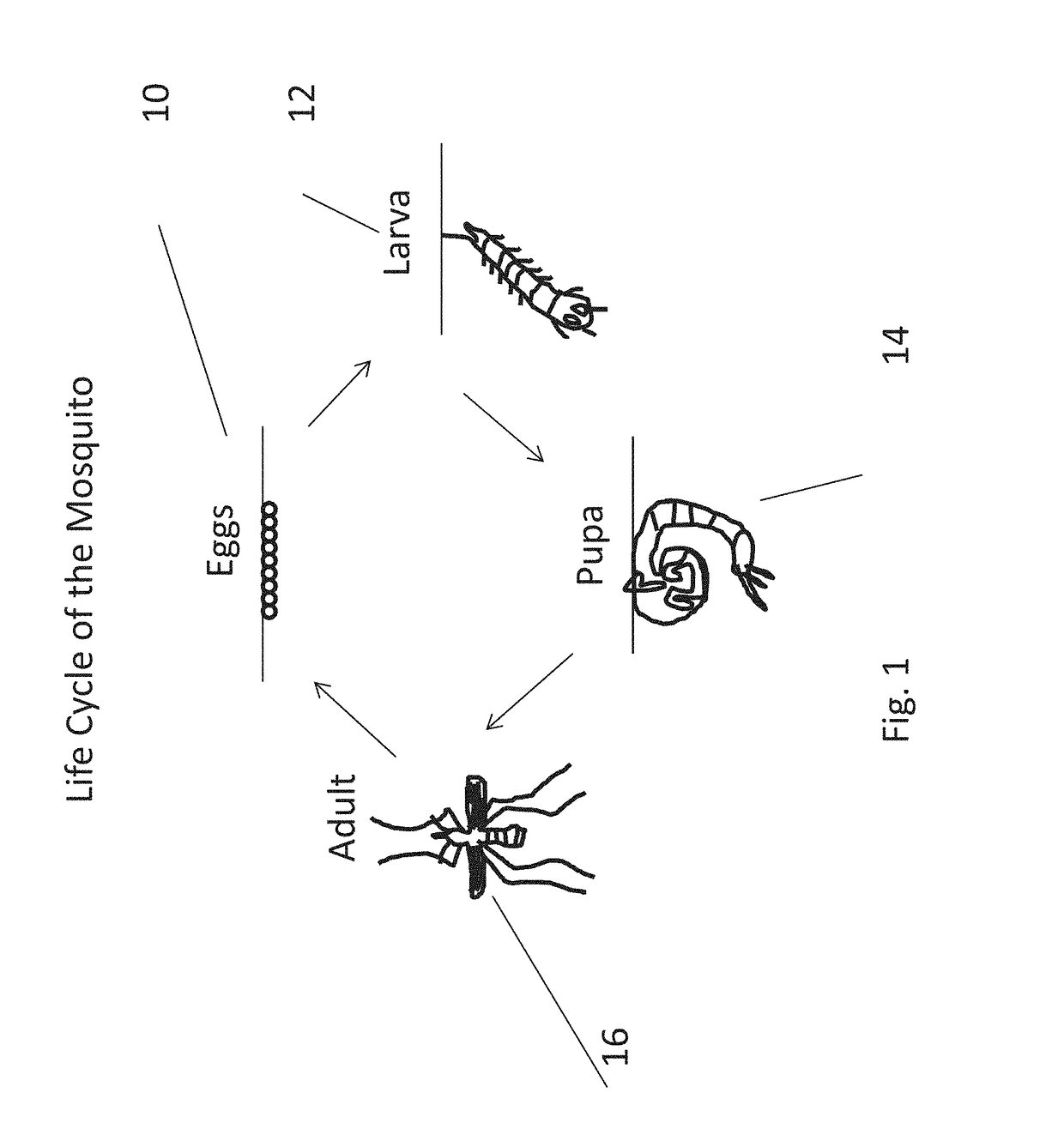 Method for encapsulation and release of fragile insects