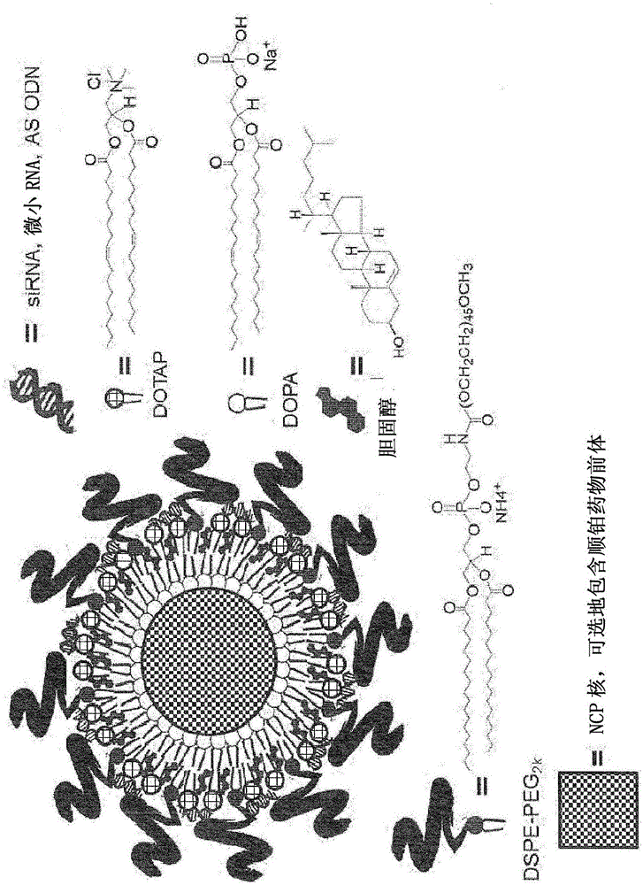 Nanoscale carriers for the delivery or co-delivery of chemotherapeutics, nucleic acids and photosensitizers
