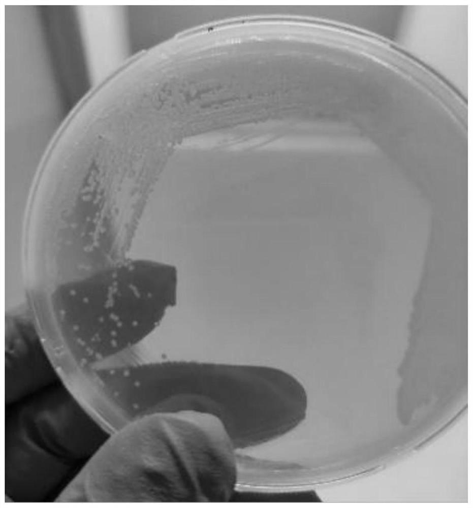 Chromogenic solid culture medium of nocardia seriolae as well as preparation method and application