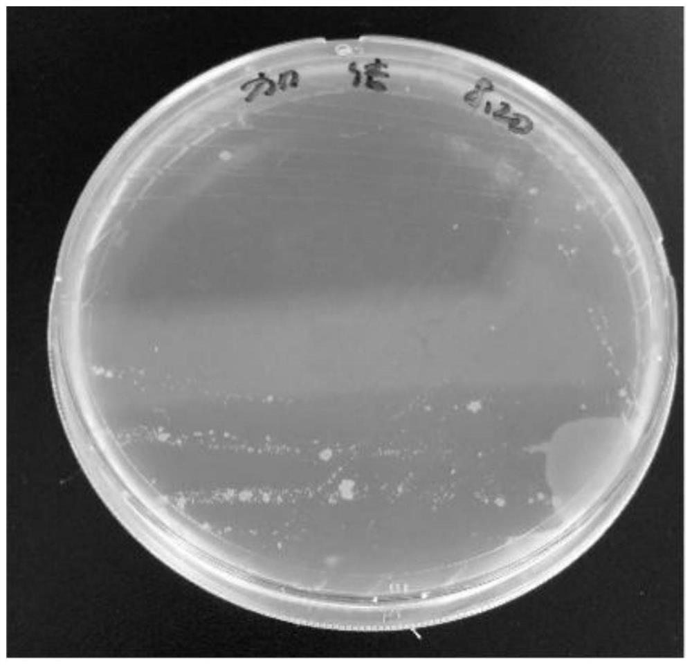 Chromogenic solid culture medium of nocardia seriolae as well as preparation method and application