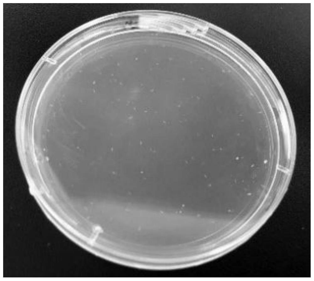 Chromogenic solid culture medium of nocardia seriolae as well as preparation method and application