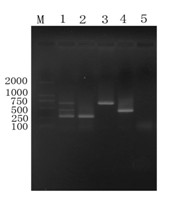 PRV, PCV-2, PPV multiple PCR (Polymerase Chain Reaction) detection kit