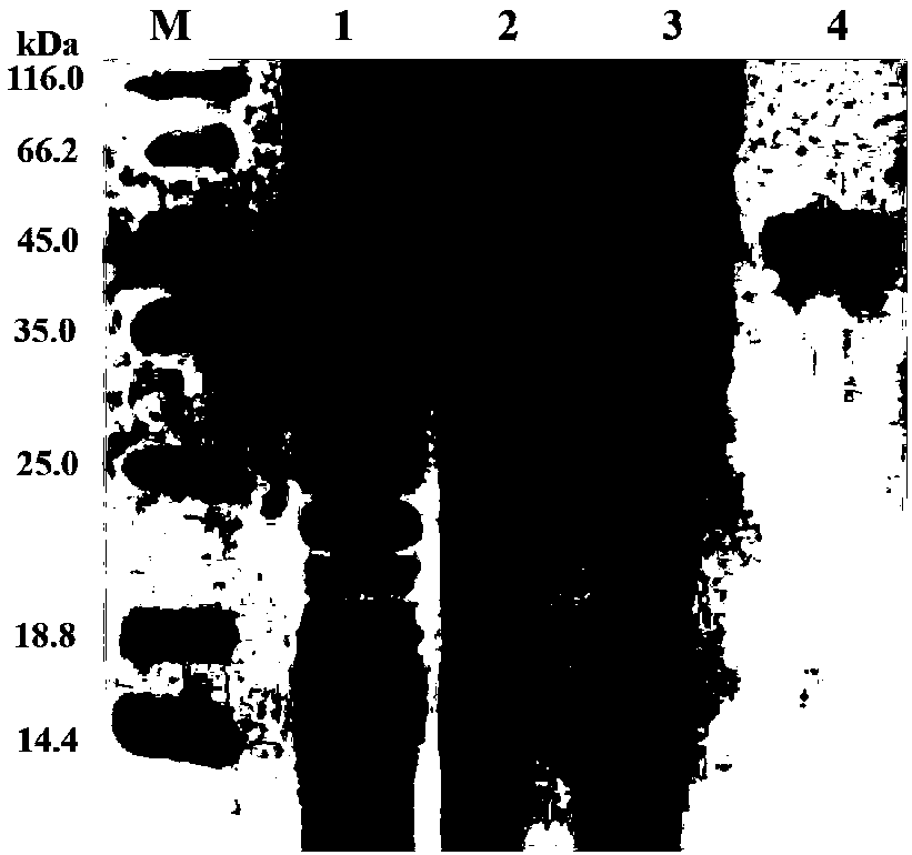 PtgC1qR gene of C1q receptor of blue crab as well as coding protein and application thereof