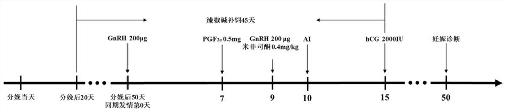 A treatment method for improving the reproductive rate and milk production of dairy cows in summer by using capsaicin