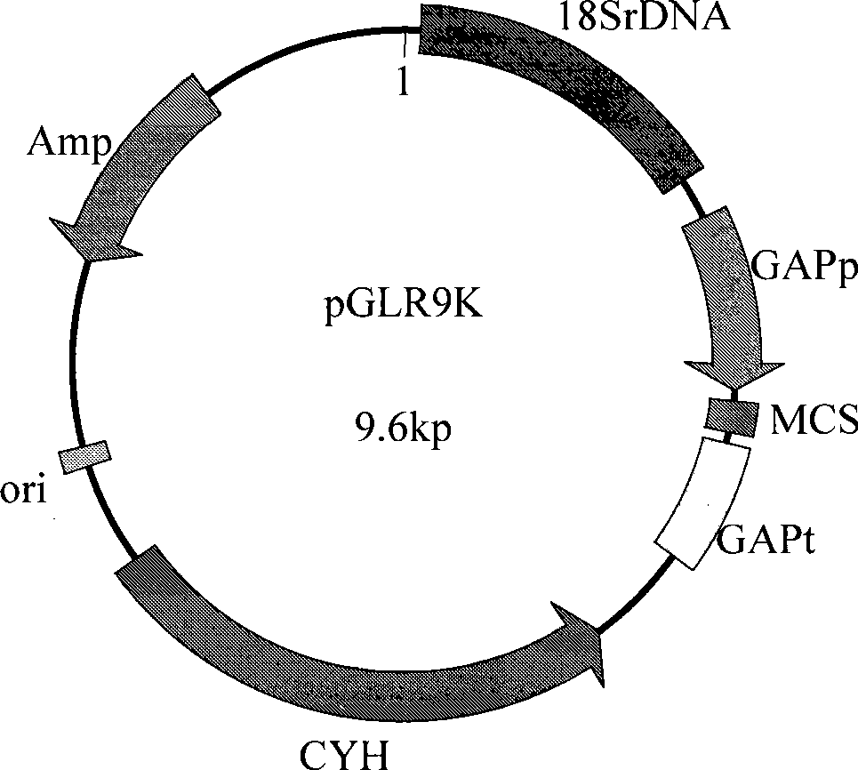 Candida utilis expression vector and construction method thereof